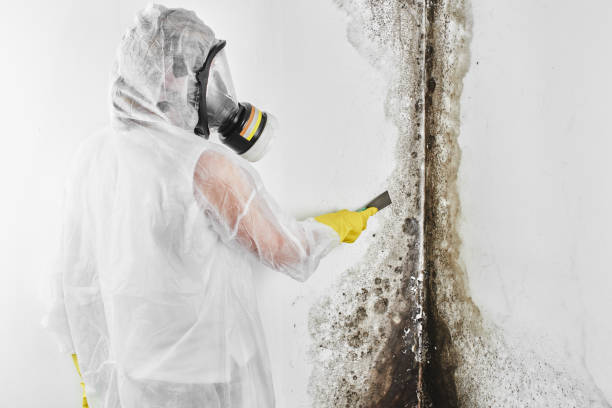 Best Mold Remediation for Specific Building Types in Madison Center, CT