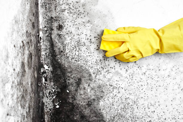 Best Localized Mold Remediation (e.g., coastal areas, humid climates) in Madison Center, CT