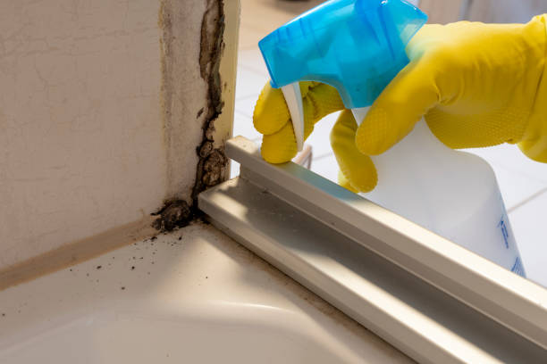 Best Black Mold Remediation in Madison Center, CT